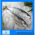 New landing frozen mackerel fish for sale